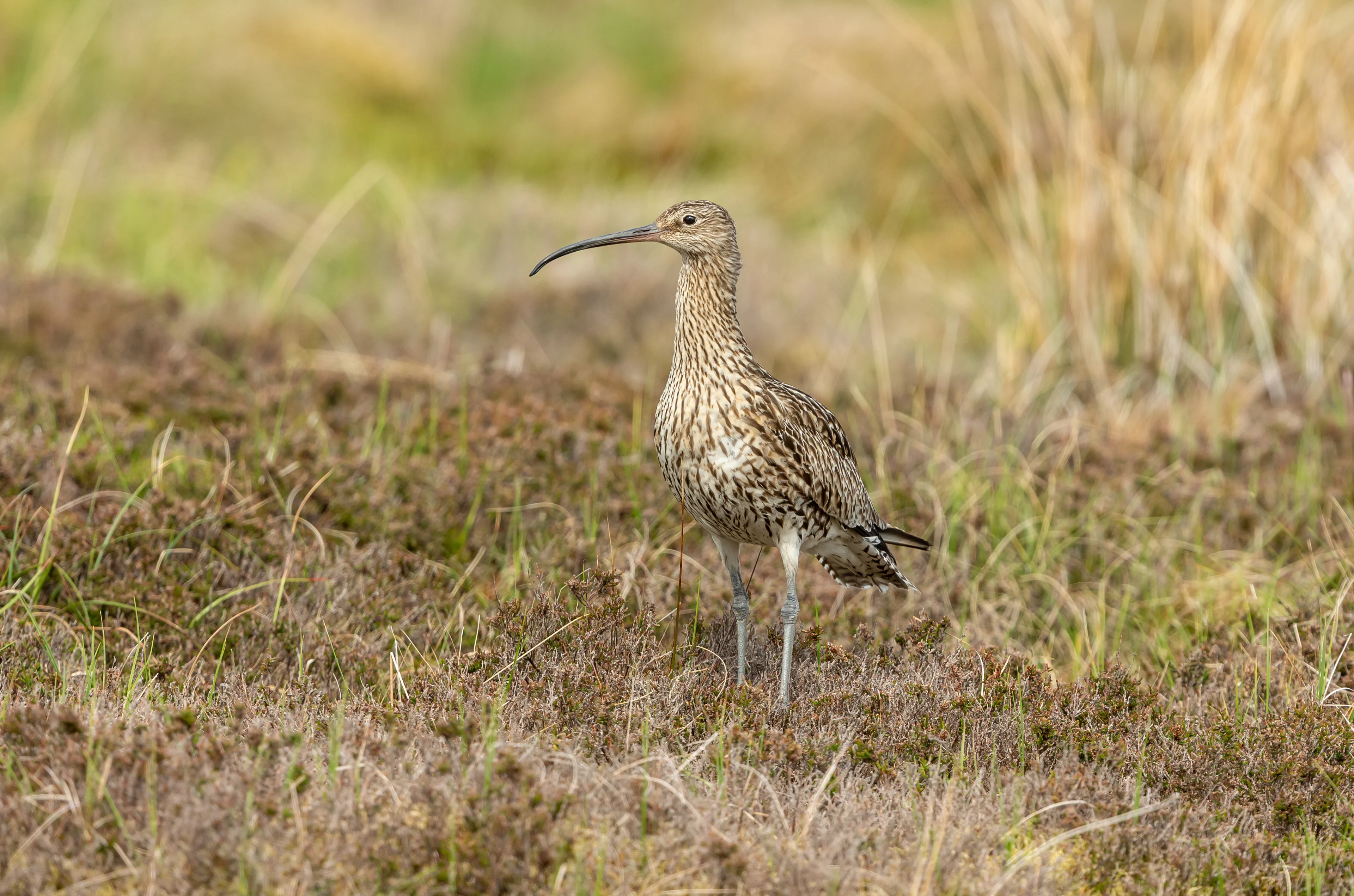 Curlew at Brawlbin — a CreditNature project site in Caithness, Scotland